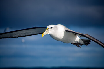 Shy albatross against dark sky closeup