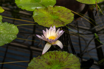 Scenes Around Kew Gardens in London England