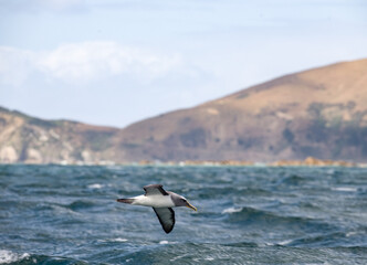 Buller's albatross in flight against coastline over sea