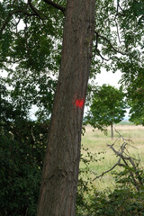 Fototapeta premium A tree with a red mark on it