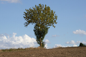 Obraz premium Lone autumn tree on the horizon of a plowed field