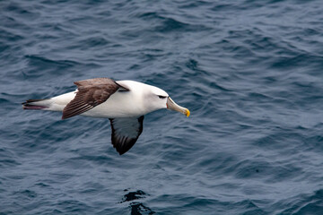 Shy Albatross in flight against sea