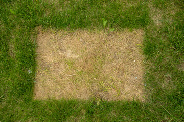 Dry imprints of square objects on green grass lawn, unusual patterns and textures in nature