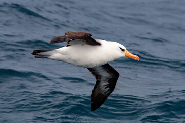 Campbell Island Black-browed Albatross in flight against sea