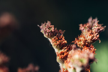 A close up of a plant with brown leaves and green stems