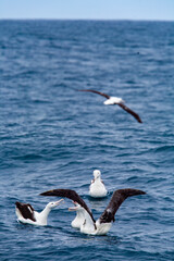 Gathering of Northern Royal Albatrosses on the sea