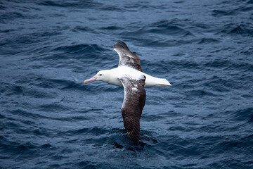 Northern Royal Albatross in flight