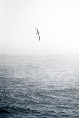 Shy Albatross silhouetted against grey ocean and mist