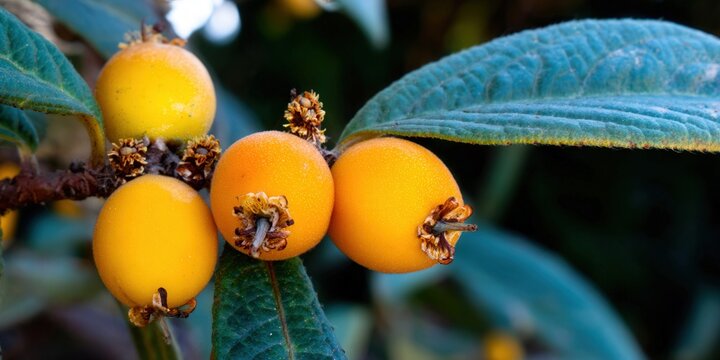 Vibrant loquat fruits hanging on a tree branch, a close-up view of fresh produce.