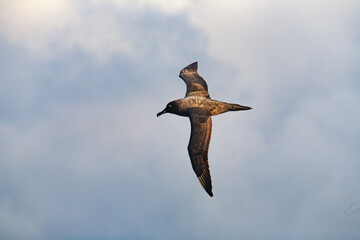 Light Mantled Sooty Albatross Against Sky