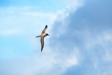 Light Mantled Sooty Albatross Against Sky