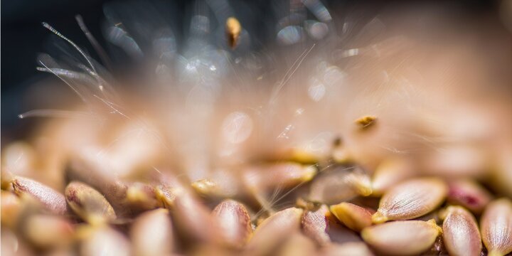 An abstract macro shot of seeds and bokeh, creating a dreamy, natural texture.
