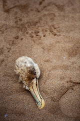 Head of Shy Albatross on sandy beach