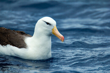 Atlantic Black-browed Albatross Melanophrys on sea