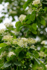 Flowers of blooming linden tree. Gardening, spring season.