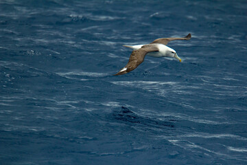 Shy Albatross in flight