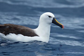 Yellow-nosed Albatross on sea