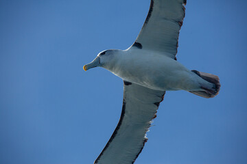 Shy Albatross in flight