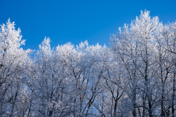 Winter landscape revealing frost-covered branches, sparkling under bright sunlight against crisp azure sky, transforming woodland into glistening ethereal panorama
