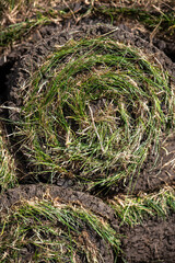 Rolls of lawn grass suitable for laying. Grass for lawn.
