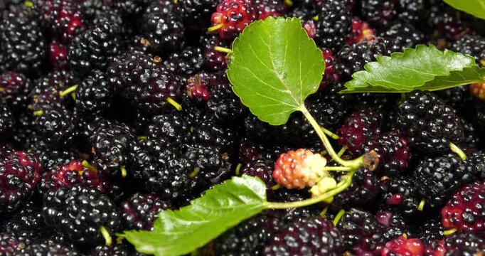 Mulberry berries. Mulberry - fruit tree whose fruits have many beneficial properties. Morus, genus of flowering plants in family Moraceae, consists of 19 species of trees commonly known as mulberries
