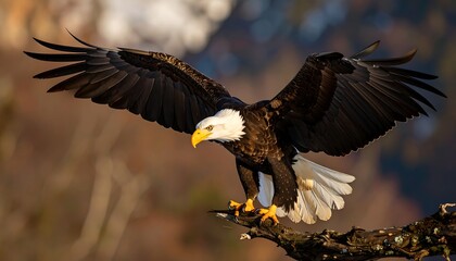 Obraz premium Bald eagle in flight, about to land