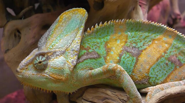 Beautiful chameleon sits on branch in terrarium. Chameleons or chamaeleons, family Chamaeleonidae, family of lizards adapted to an arboreal lifestyle. Known for their ability to change body color