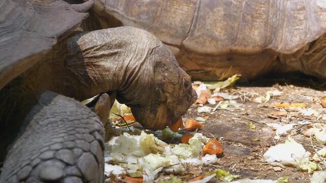 Big turtle eats vegetables at the zoo