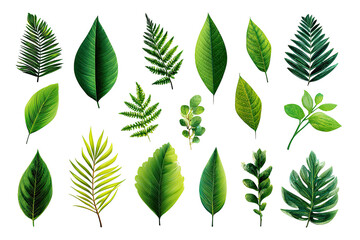 Collection of various green leaves, detailed illustration