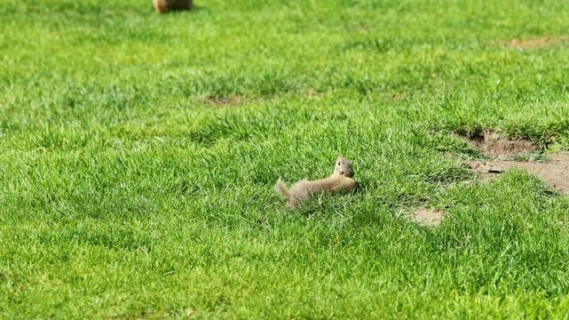 Ground squirrel on grass. Small rodent foraging and moving in natural habitat. Wildlife nature, animal behavior, and outdoor scene captured in high resolution. Ground squirrel in their natural habitat