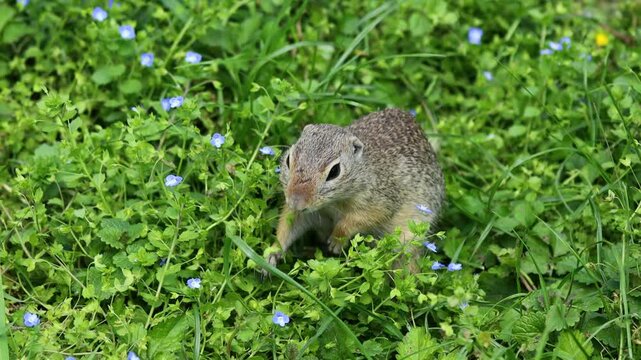 Ground squirrel on grass. Small rodent foraging and moving in natural habitat. Wildlife nature, animal behavior, and outdoor scene captured in high resolution. Ground squirrel in their natural habitat