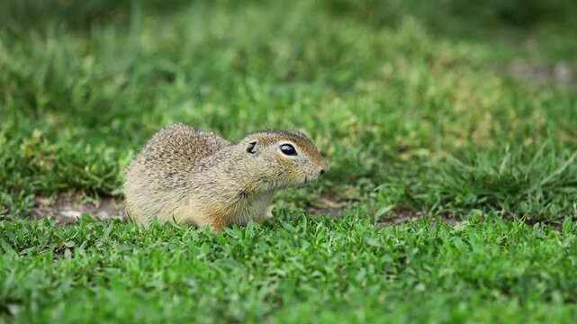 Ground squirrel on grass. Small rodent foraging and moving in natural habitat. Wildlife nature, animal behavior, and outdoor scene captured in high resolution. Ground squirrel in their natural habitat
