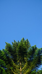 Pine leaves with beautiful blue sky
