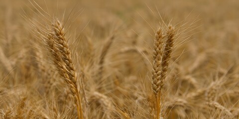 Golden wheat field in full bloom, capturing the essence of a summer harvest.