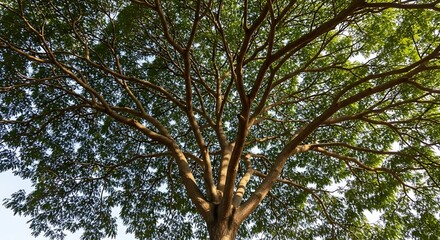 Obraz premium Tall Tree with Green Leaves Under Bright Sky in Natural Setting