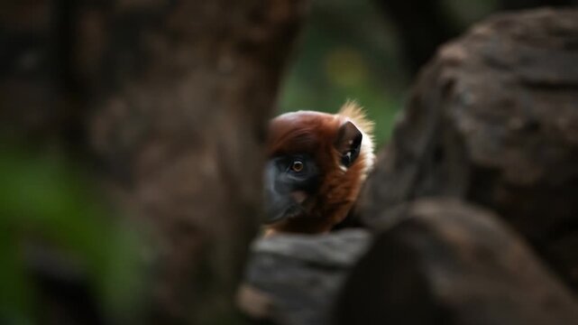 Curious Red Titi Monkey Peeks Through Rocks in Lush Forest