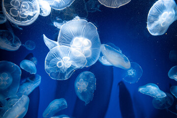 須磨シーワールド