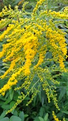 Common goldenrod is a perennial herbaceous plant with yellow flowers in small, numerous baskets. It is a good honey plant
