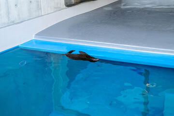 須磨シーワールド