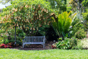 Wooden Garden Bench Beneath Blooming Angel&rsquo;s Trumpet Tree
