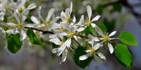 Fototapeta premium Delicate white blossoms in full bloom, a beautiful display of spring's arrival.