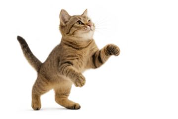 Playful domestic cat mid pounce with arched back and focused eyes, dynamic leap frozen against clean white for pet themed marketing tutorials and cheerful social content