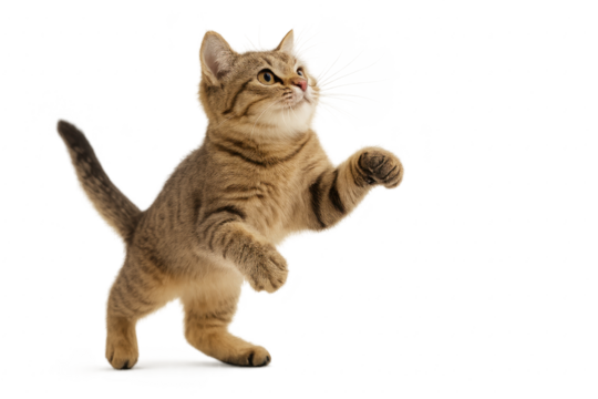 Playful domestic cat mid pounce with arched back and focused eyes, dynamic leap frozen against clean white for pet themed marketing tutorials and cheerful social content