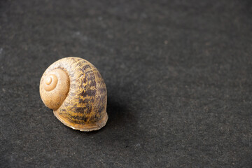 Concha de un caracol sobre una superficie oscura