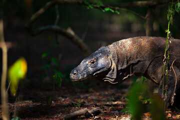 Male Komodo Dragon stalking prey in monsoon forest