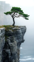 Pine tree cliff ocean mist pictures
