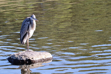 Graceful Heron Standing Calmly in a Reflective Lake