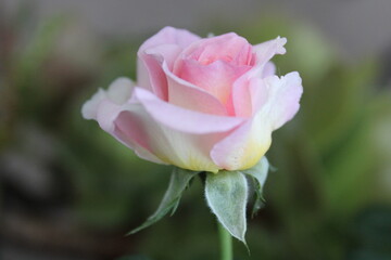 Pink Rose in Bloom