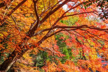 Vibrant Red Maple Leaves in Autumn Sunshine, Japanese Garden Scene