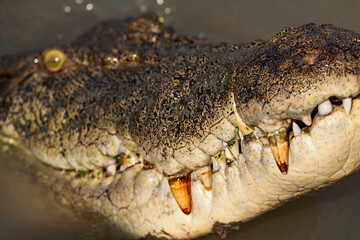 Saltwater Crocodile in Kakadu